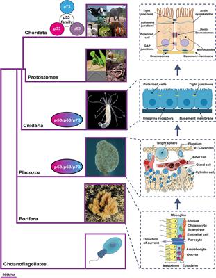 p73 as a Tissue Architect